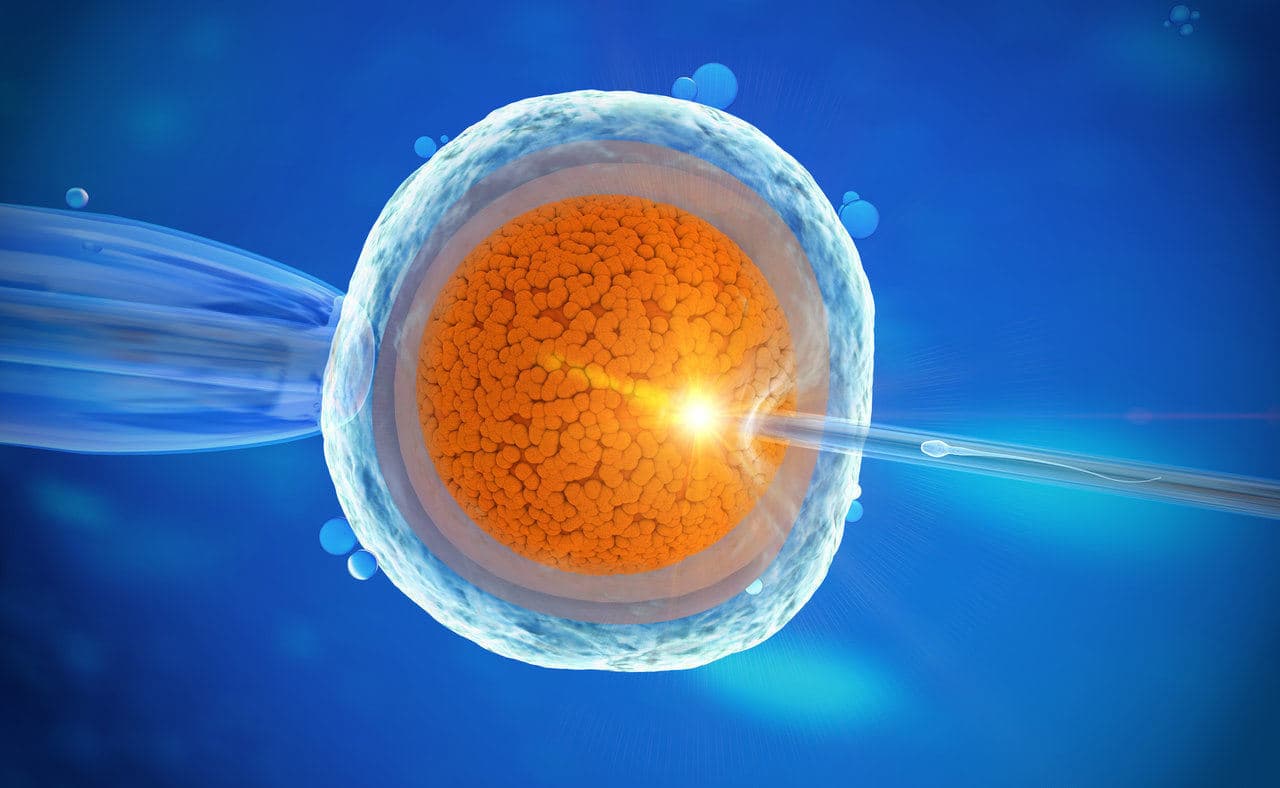 Cytoplasmatische overdracht – succespercentage? Hoe werkt het?